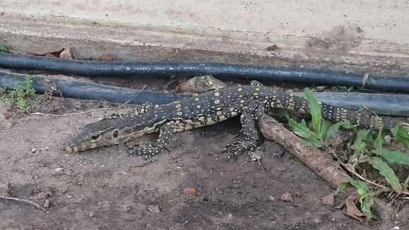 Image of Common Water Monitor