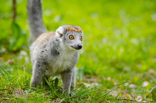 Image of Crowned Lemur