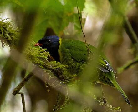 Image of Band-tailed Fruiteater