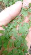 Image de Adiantum raddianum C. Presl