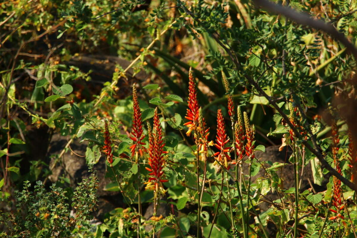 Image of Malapati aloe