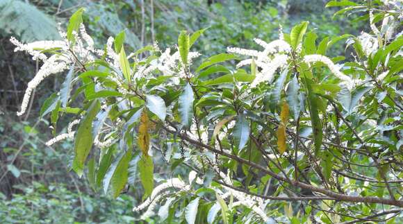 Image of Quintinia verdonii F. Müll.