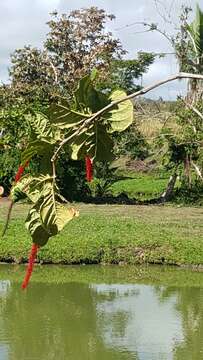 Coccoloba rugosa Desf. resmi