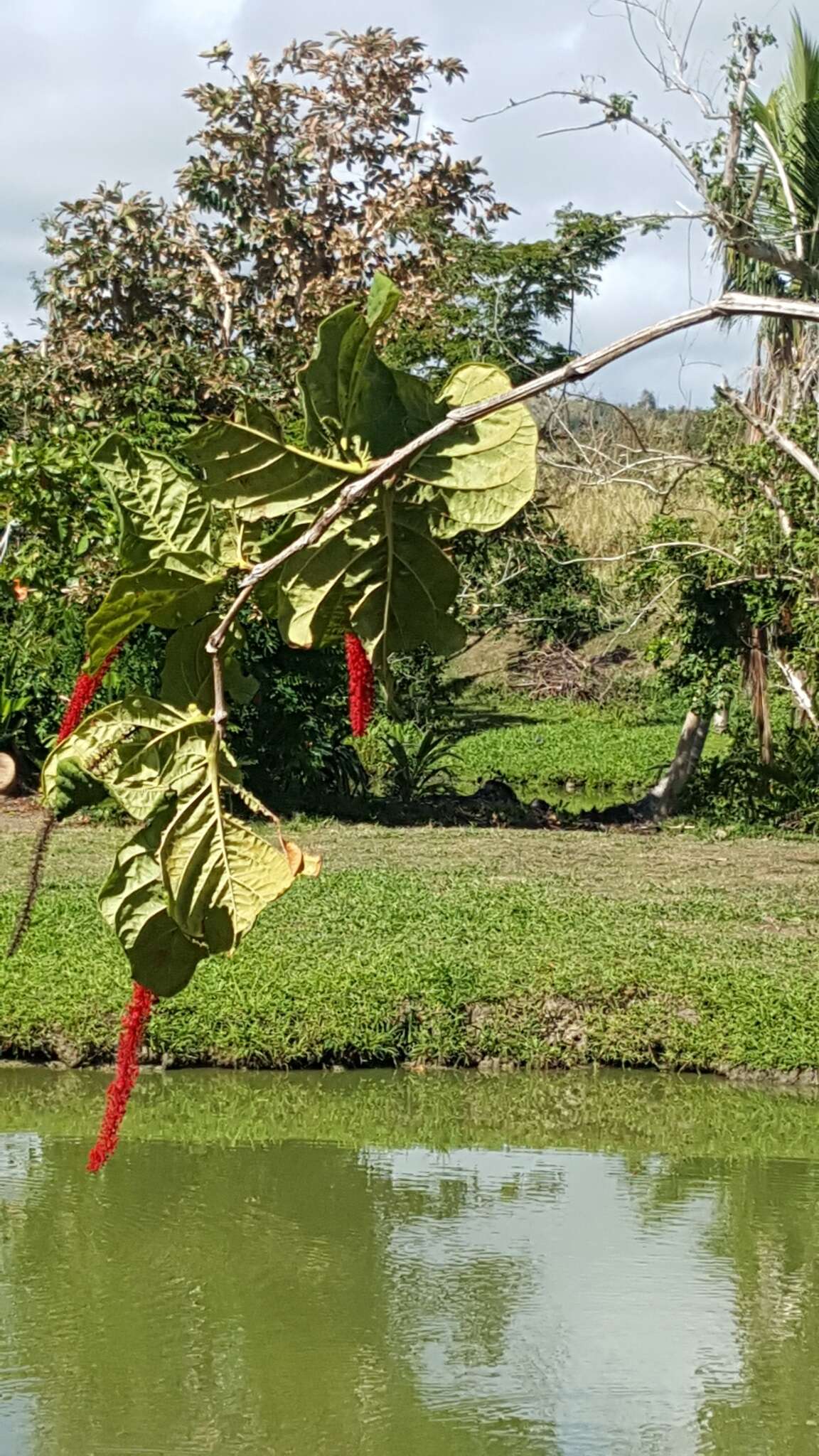 Coccoloba rugosa Desf. resmi