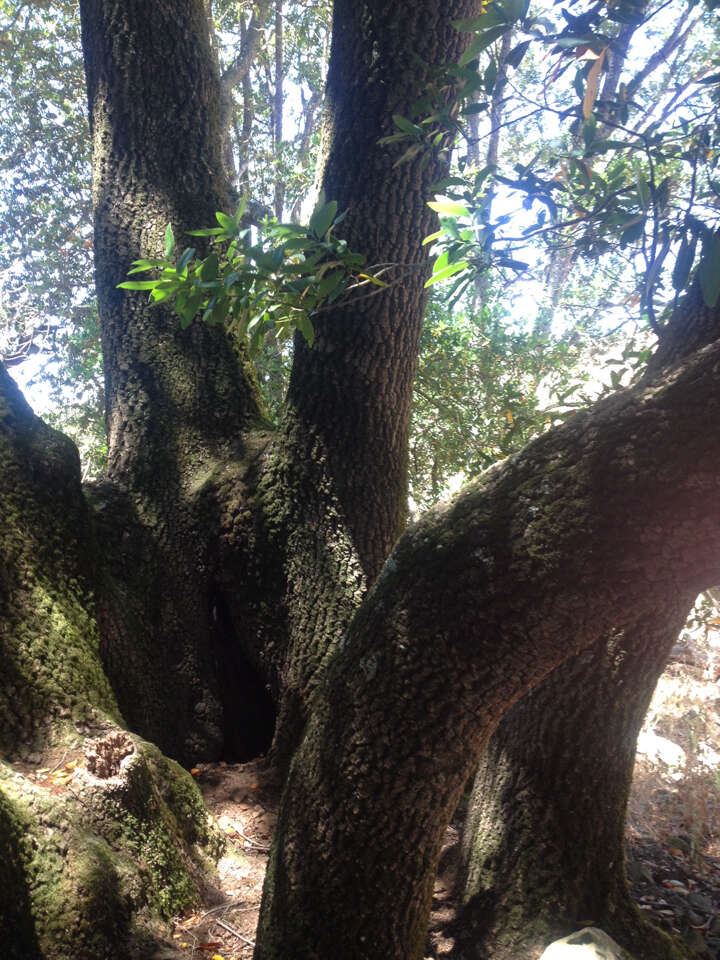 Image of California laurel