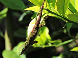 Anolis biporcatus (Wiegmann 1834)的圖片