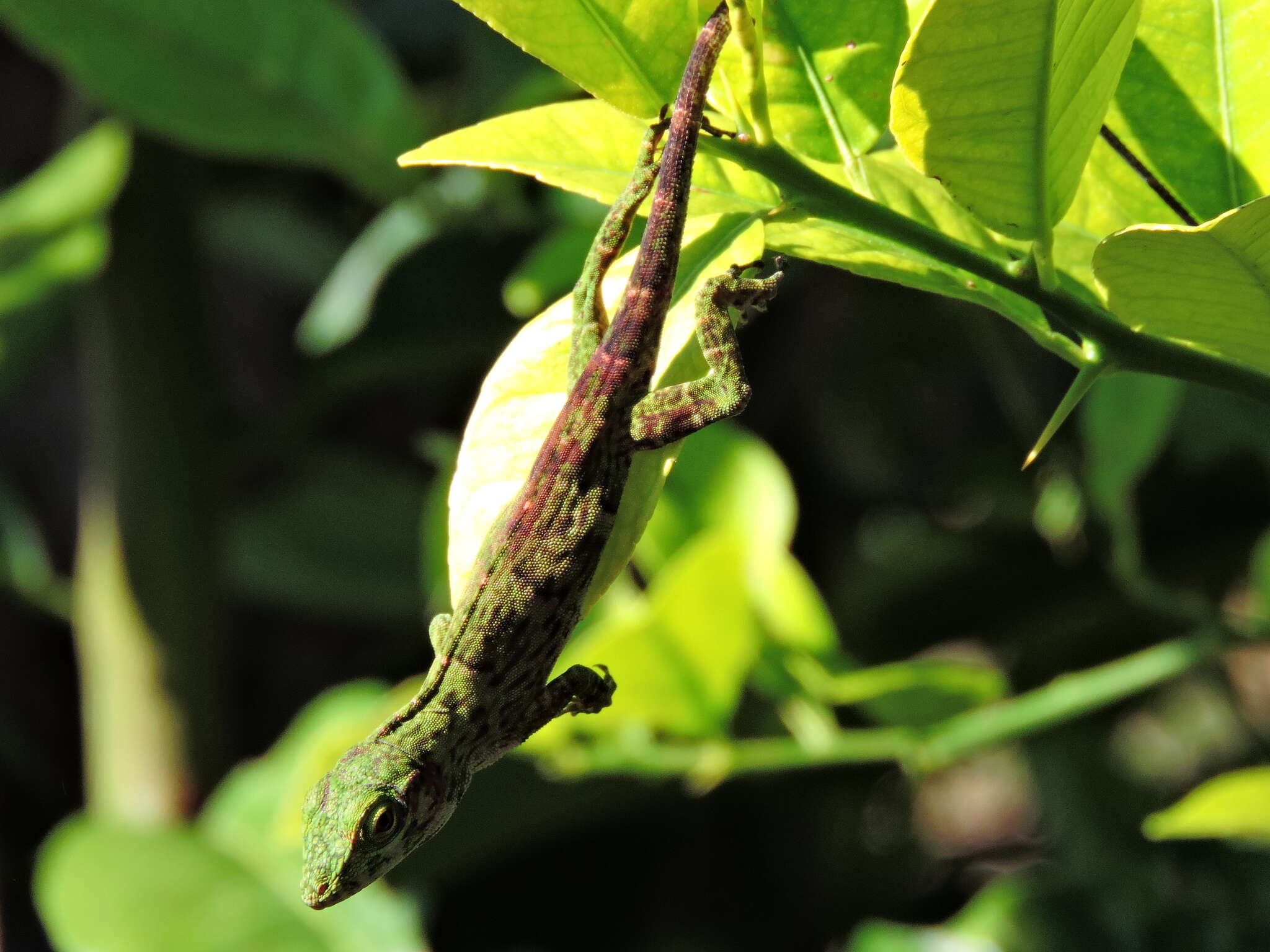 Imagem de Anolis biporcatus (Wiegmann 1834)