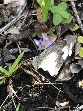 Image of northern bluethread