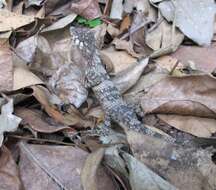 Plancia ëd Calotes liolepis Boulenger 1885