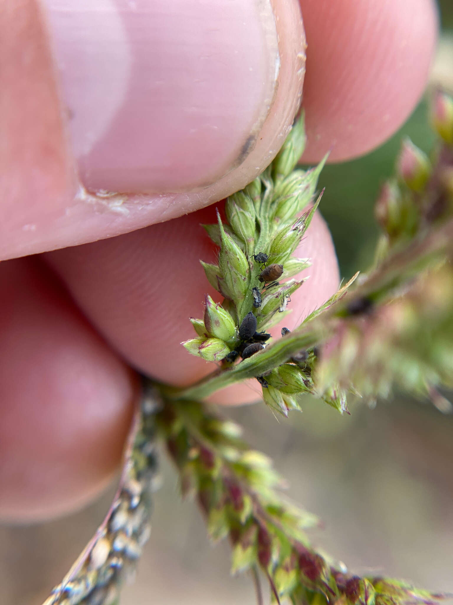 Image of Corn leaf aphid