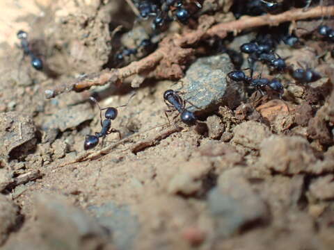 Image of Monomorium paternum Bolton 1987