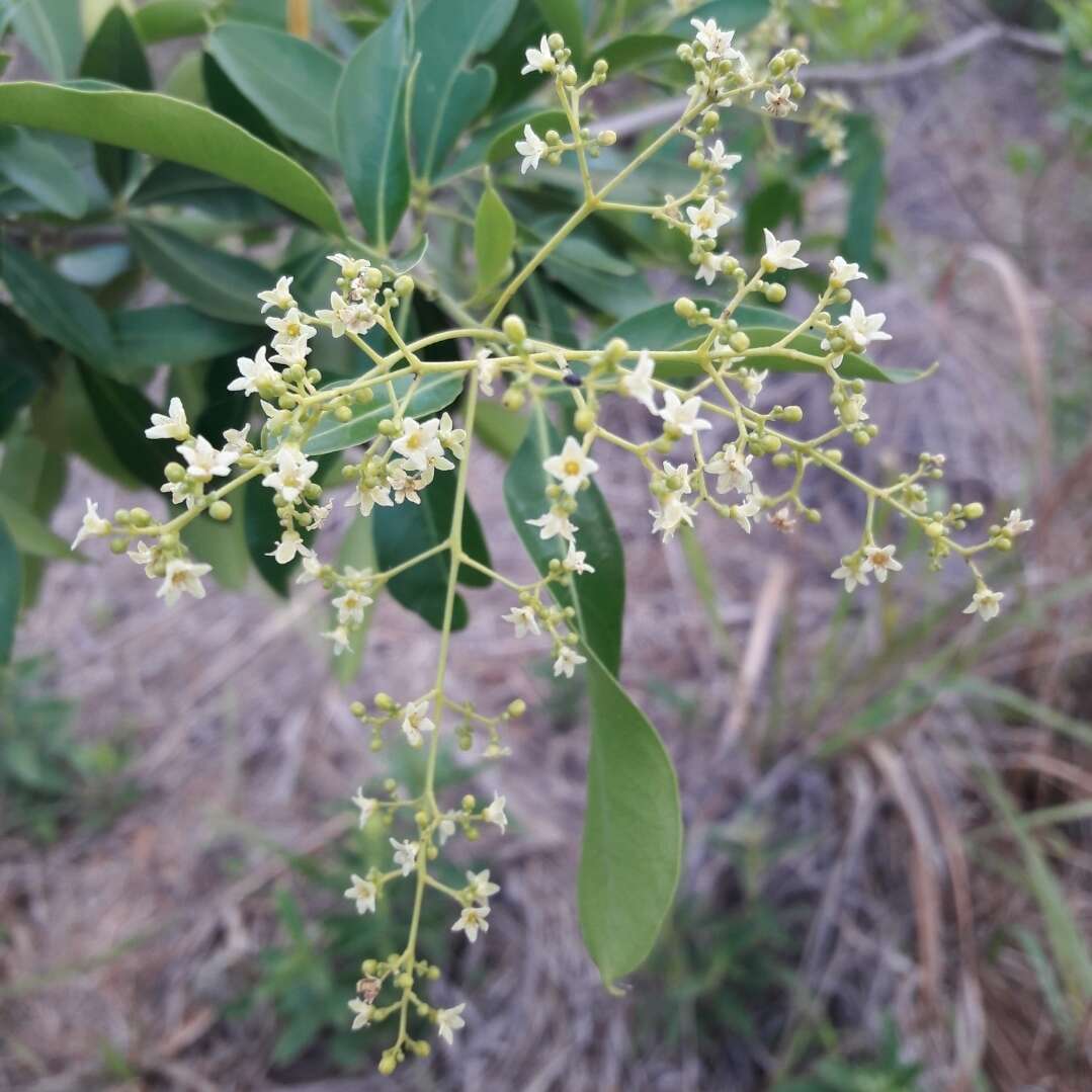 Image of Helietta apiculata Benth.