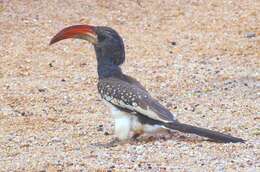 Image of Monteiro's Hornbill