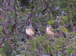 Image of Lemon-breasted Canary