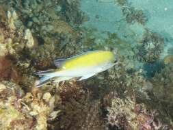 Image of Norfolk Chromis