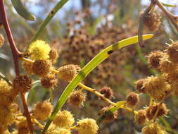 صورة Acacia gladiiformis A. Cunn. ex Benth.