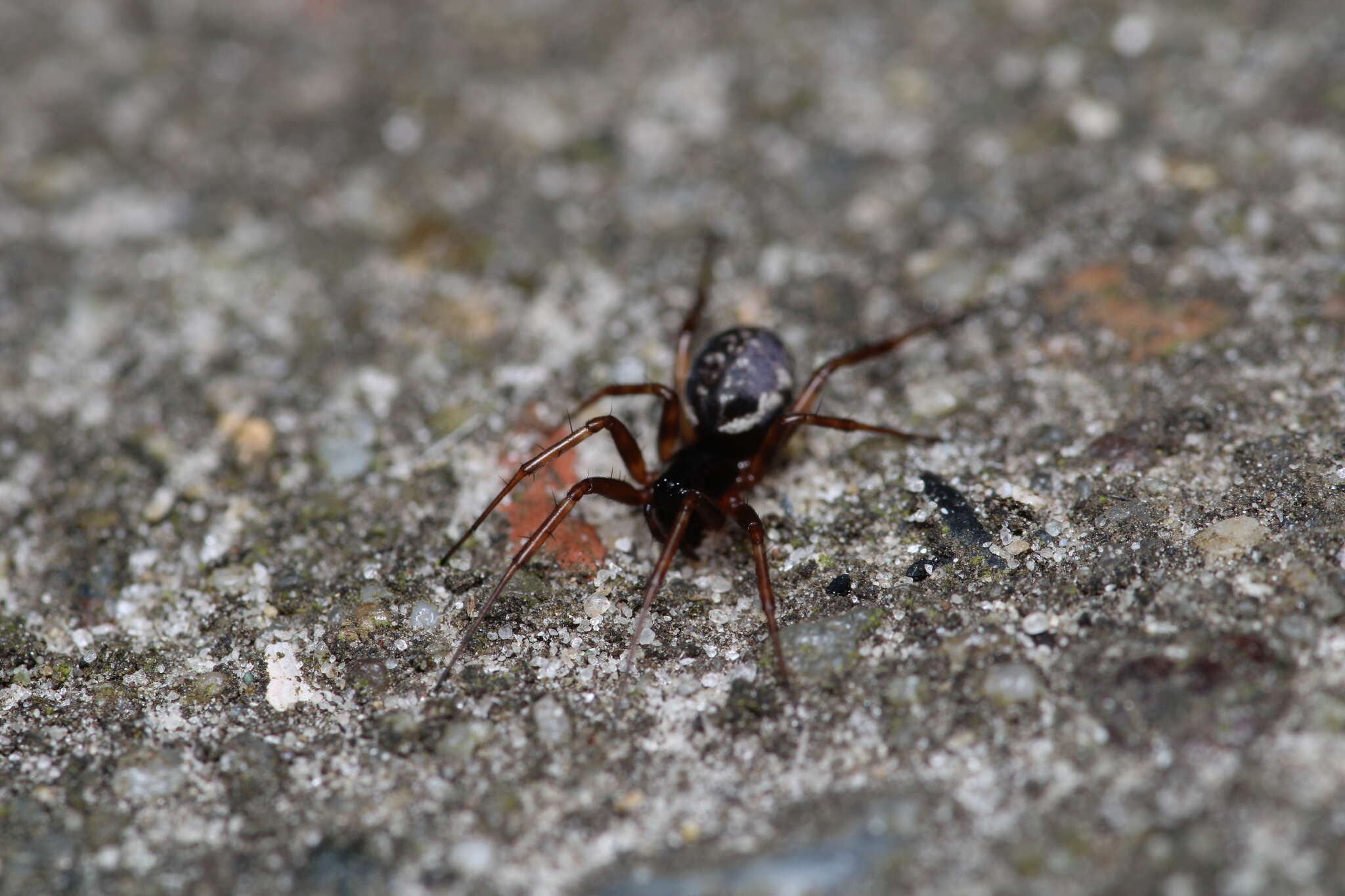 Linyphia hortensis Sundevall 1830 resmi