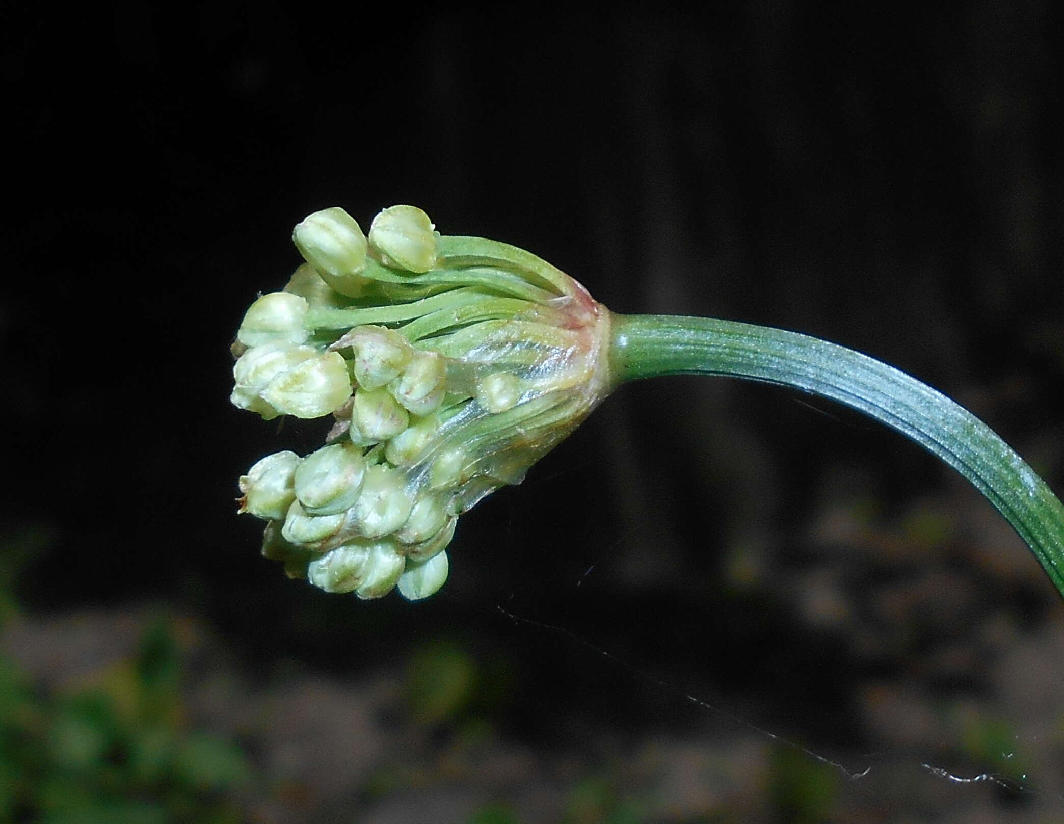 Imagem de Allium victorialis L.