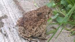 Image of Plateau toad