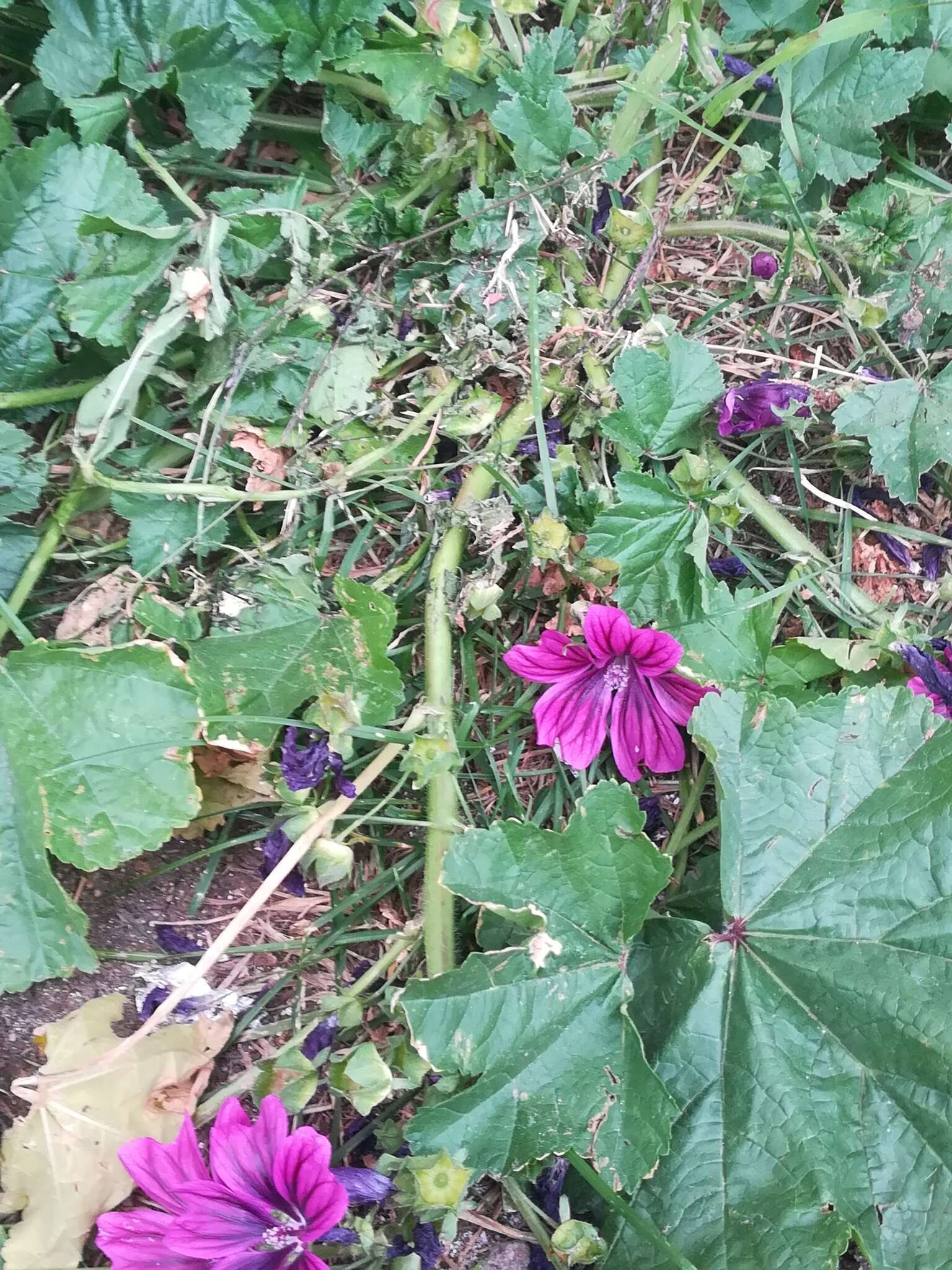 Image of Malva sylvestris var. mauritiana (L.) Boiss.