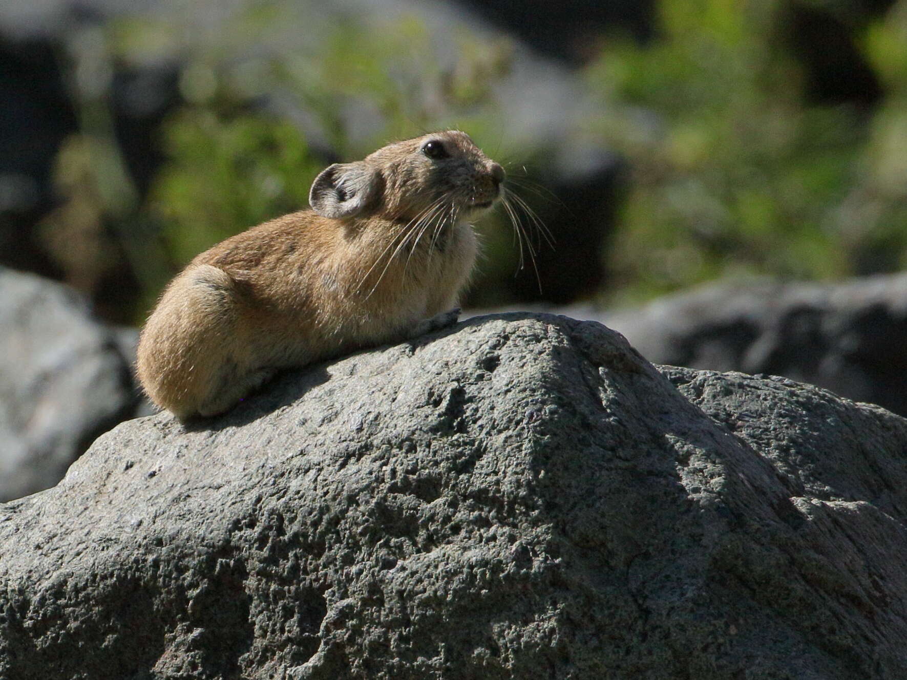 Image of Pallas’s Pika