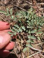 Image of Humboldt River milkvetch