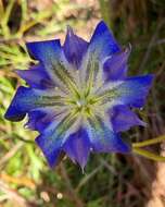 Image de Gentiana autumnalis L.