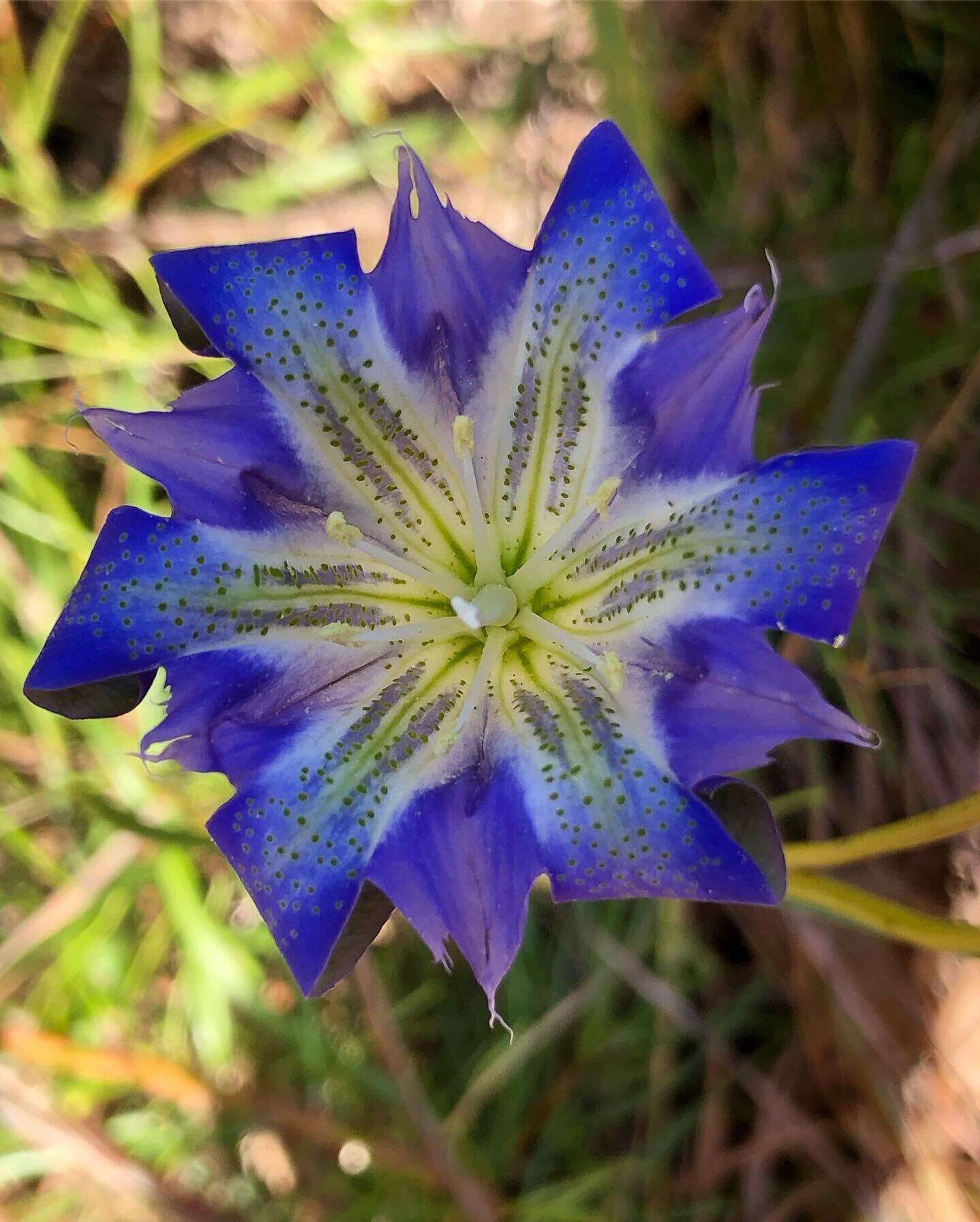 Image de Gentiana autumnalis L.