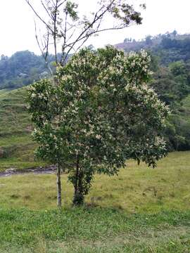 Image of Miconia notabilis Triana