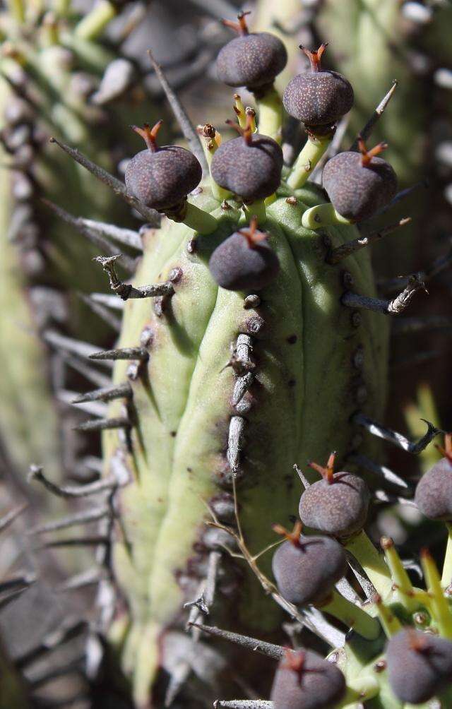 Слика од Euphorbia nesemannii R. A. Dyer