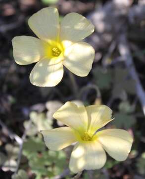 Image of Oxalis obtusa Jacq.