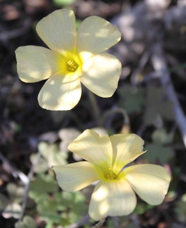 Sivun Oxalis obtusa Jacq. kuva