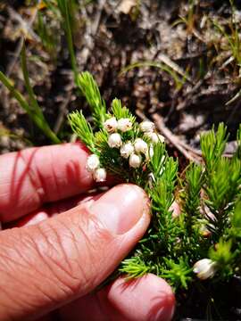 Image of Erica triflora L.