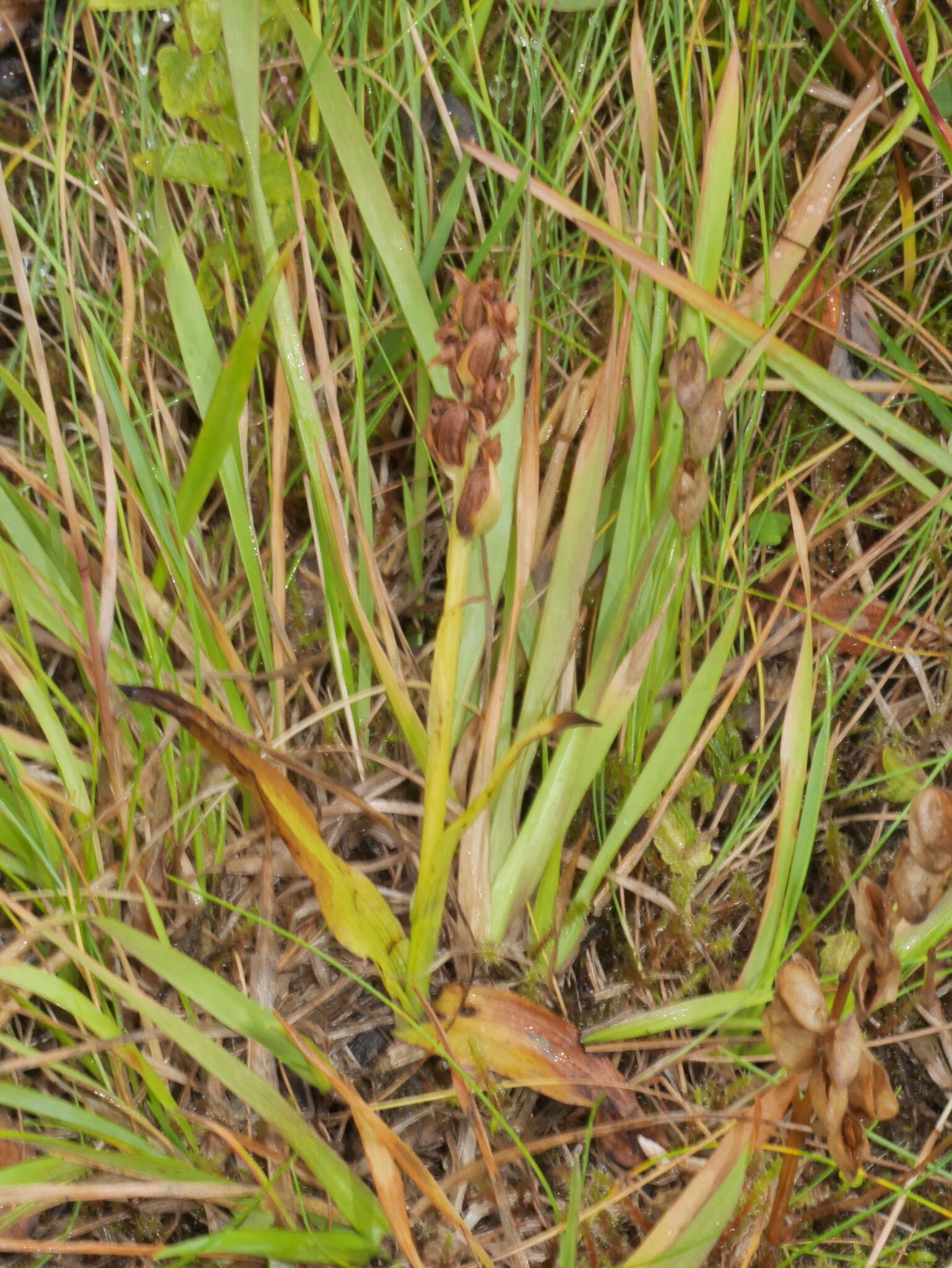 Image of Northern green orchid