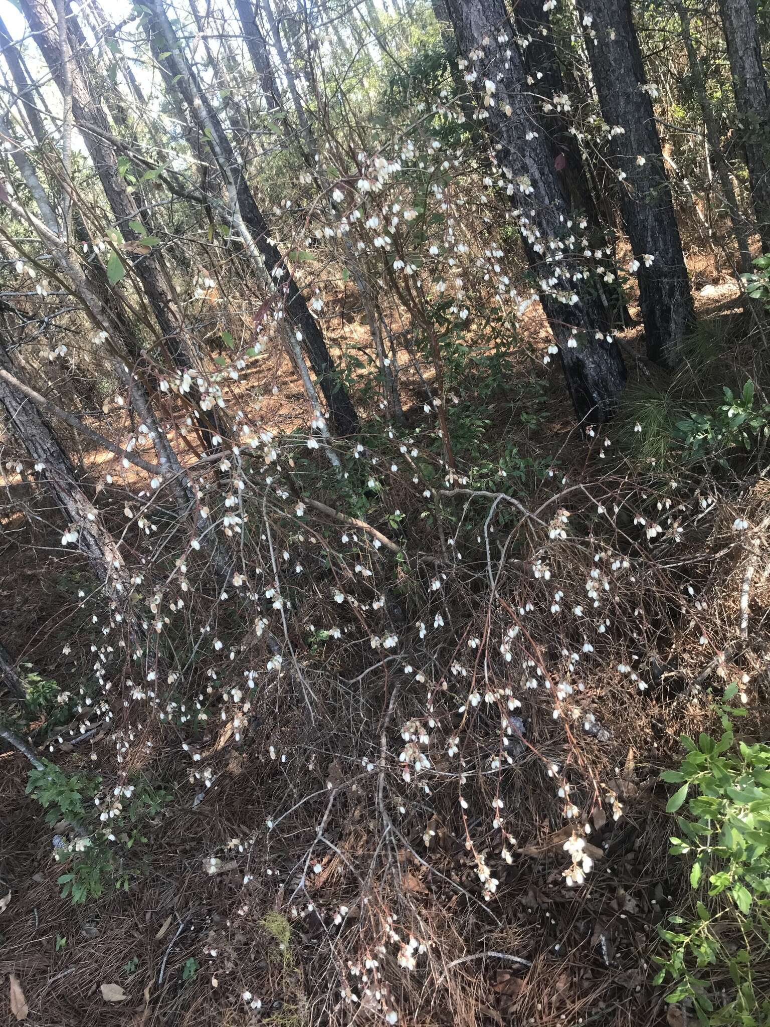 Sivun Vaccinium formosum Andr. kuva