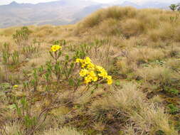 Image of Euryops brownei S. Moore