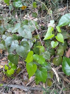 Image de Sarcopetalum harveyanum F. Müll.