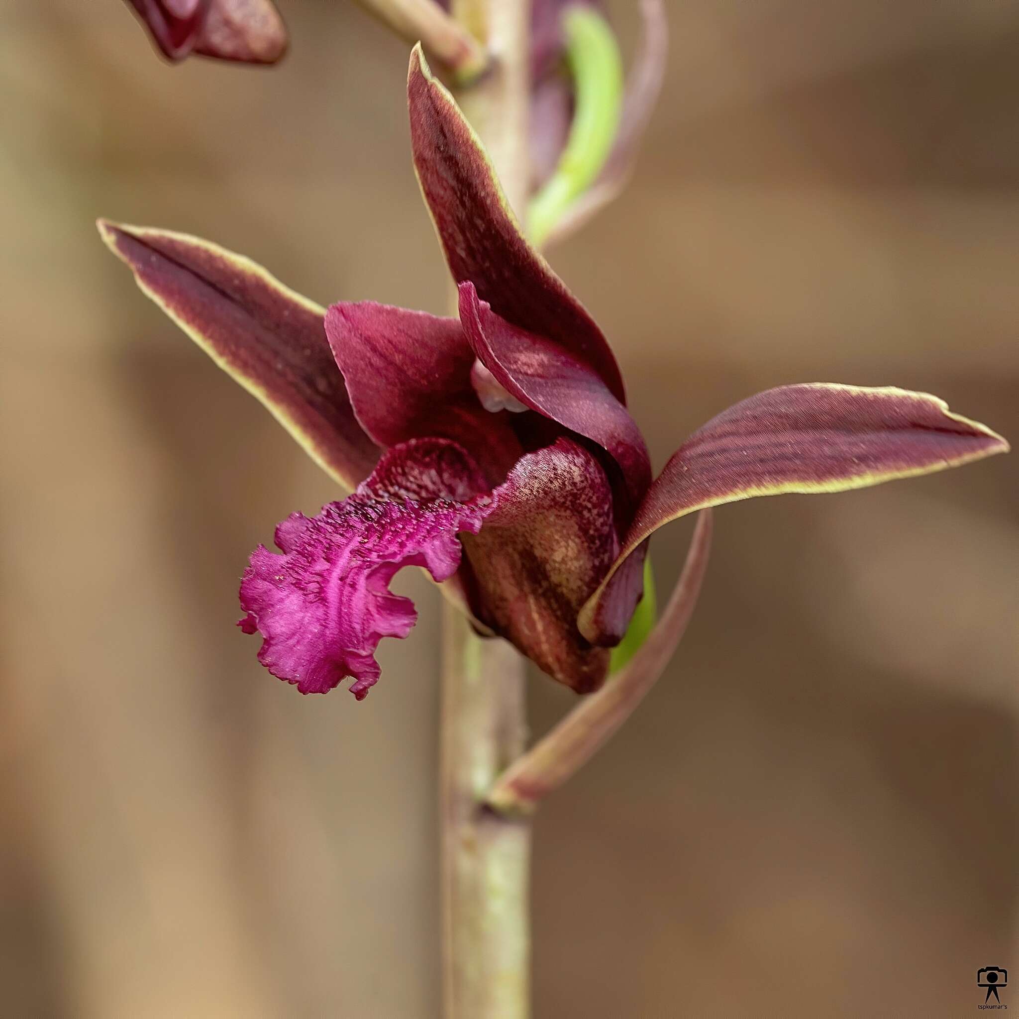 Image of Eulophia nuda Lindl.