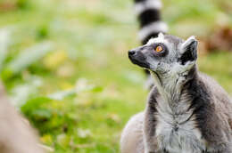 Image of Lemur Linnaeus 1758