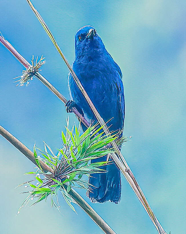 Image of Unicolored Jay