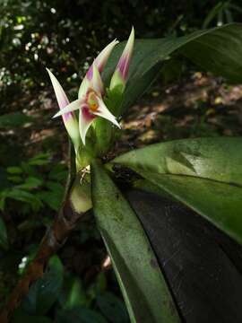 Image of Maxillaria carinulata Rchb. fil.