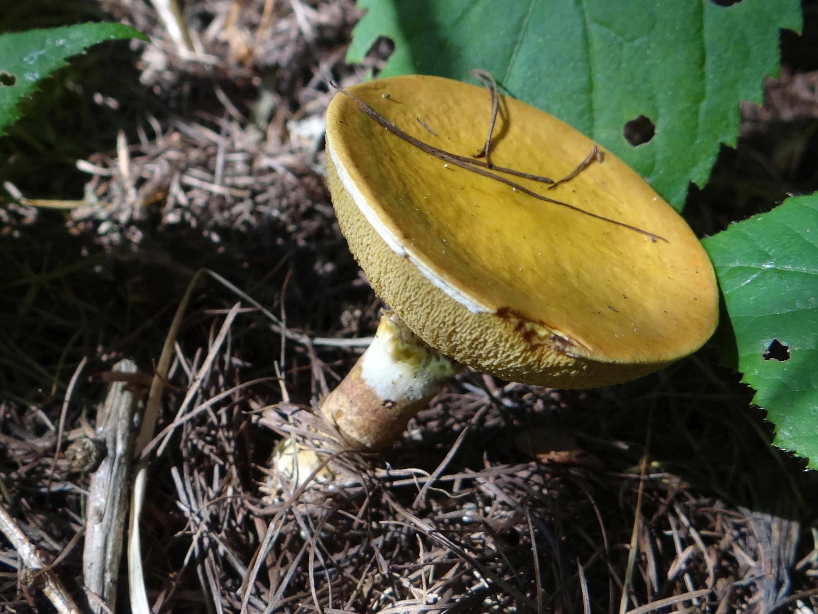 Image of Suillus grevillei (Klotzsch) Singer 1945