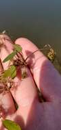 Image of waterthread pondweed