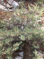 Image of gum tragacanth milkvetch