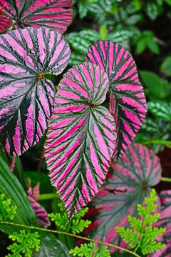 Image of Begonia brevirimosa Irmsch.