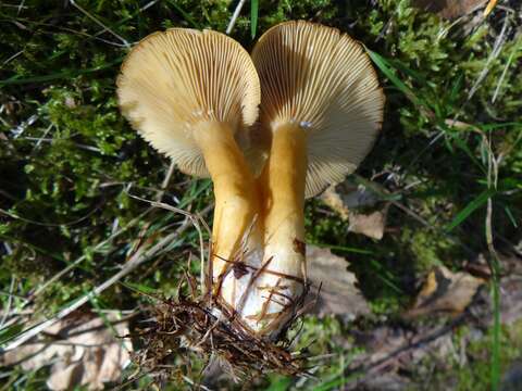 Слика од Lactarius porninsis Rolland 1890