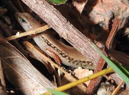 Image of Modest Ground Skink