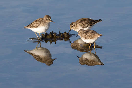 Image of Western Sandpiper