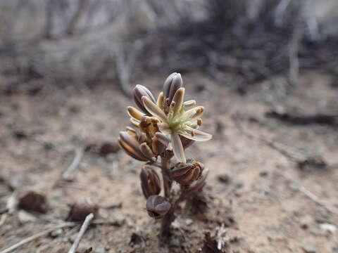 Image of Albuca unifolia (Retz.) J. C. Manning & Goldblatt