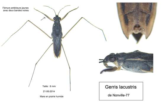 Image of Gerris subgen. Gerris Fabricius 1794